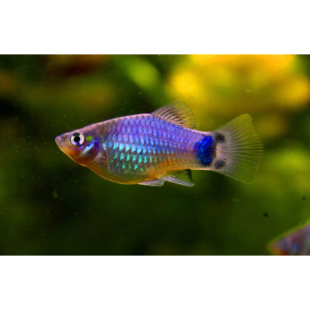 Platka - Zmienniak Plamisty - Xiphophorus maculatus